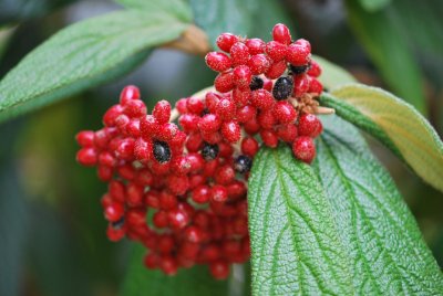 Viburnum rhytidophyllum - kalina vrásčitá - plod 3